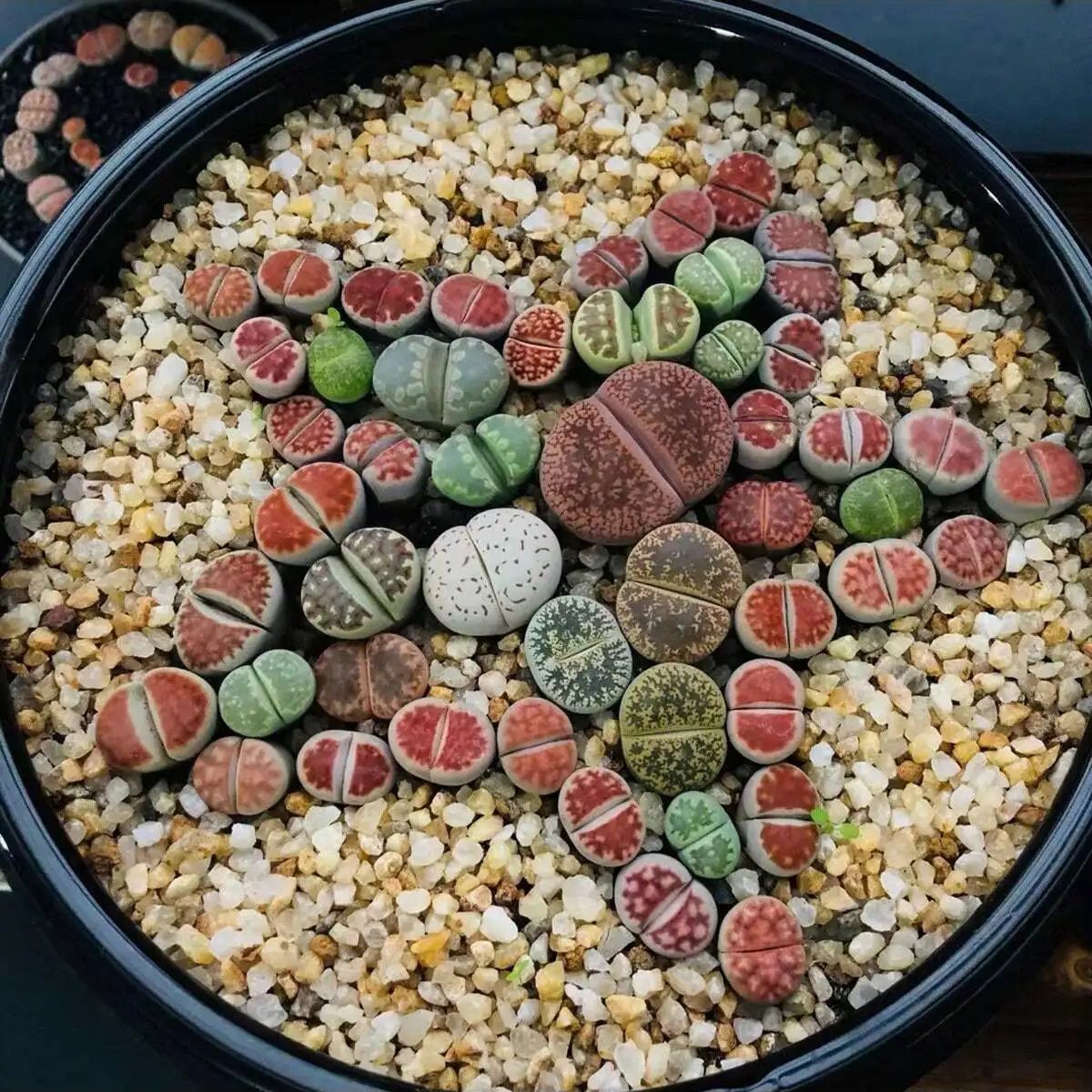 1pc-250g Natürliche Kristalle  – Planted Aquarium With Gravel Bewertung und Preis