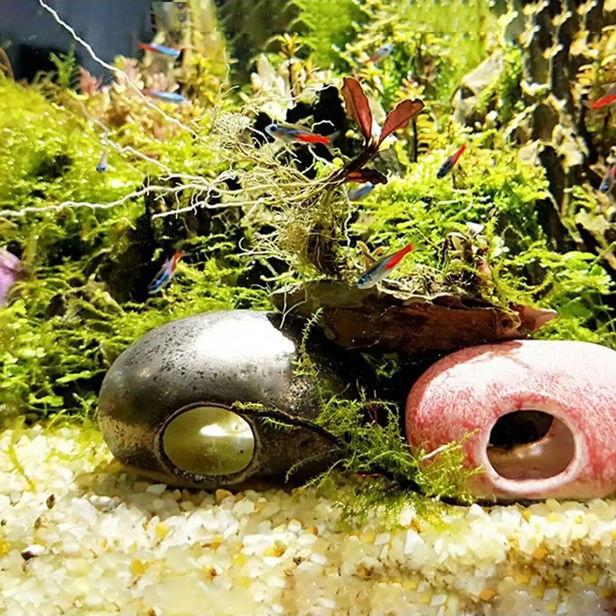 1pc-250g Natürliche Kristalle  – Planted Aquarium With Gravel Bewertung und Preis