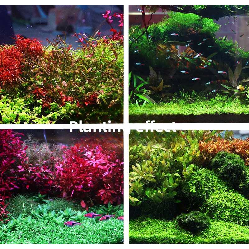 SYSENCIAGA Planted Aquarium Su – Planted Aquarium With Gravel Bewertung und Preis