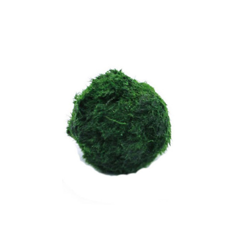 Marimo Moos Kugeln Live Aquari – Planted Aquarium Aquascape Bewertung und Preis