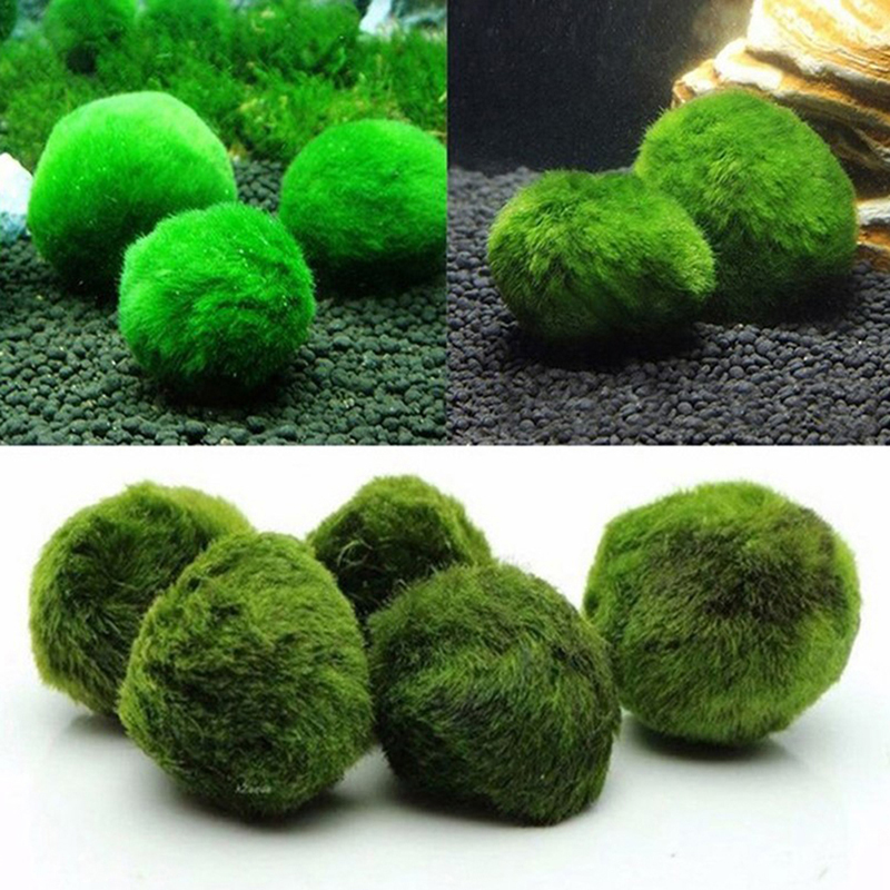 Marimo Moos Kugeln Live Aquari – Planted Aquarium Aquascape Bewertung und Preis