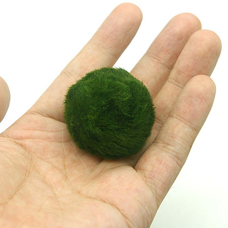 Marimo Moos Kugeln Live Aquari – Planted Aquarium Aquascape Bewertung und Preis