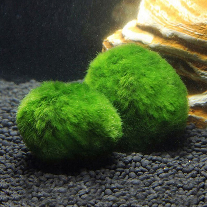 Marimo Moos Kugeln Live Aquari – Planted Aquarium Aquascape Bewertung und Preis